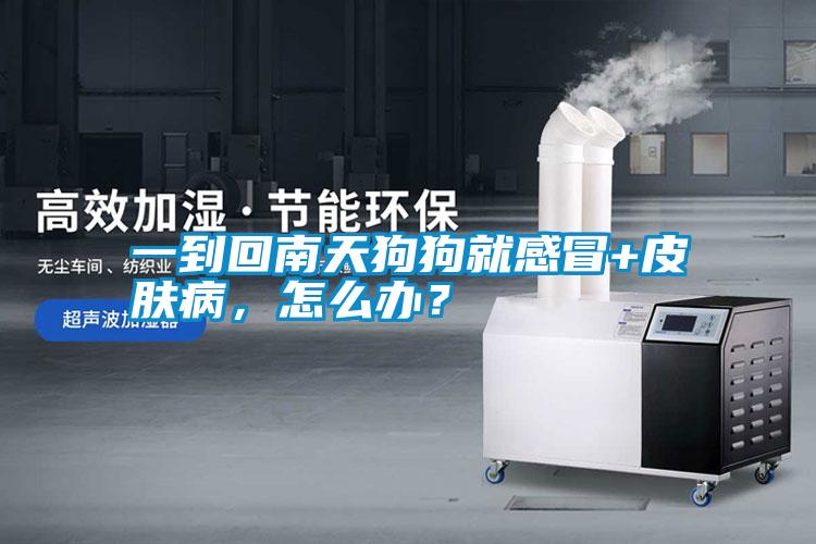 一到回南天狗狗就感冒+皮膚病，怎么辦？