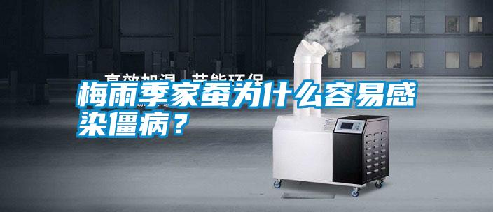 梅雨季家蠶為什么容易感染僵??？