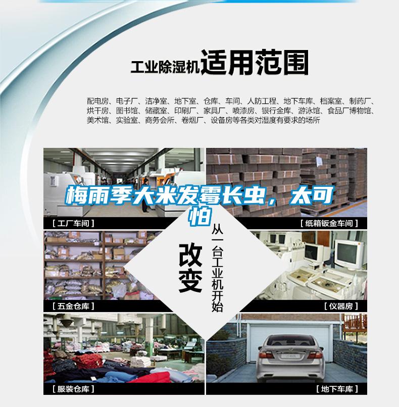 梅雨季大米發(fā)霉長蟲，太可怕