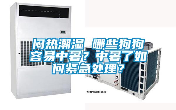 悶熱潮濕 哪些狗狗容易中暑？中暑了如何緊急處理？