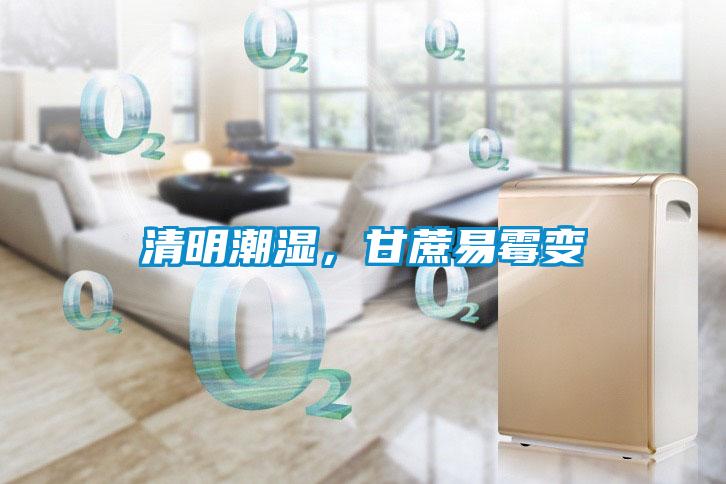 清明潮濕，甘蔗易霉變