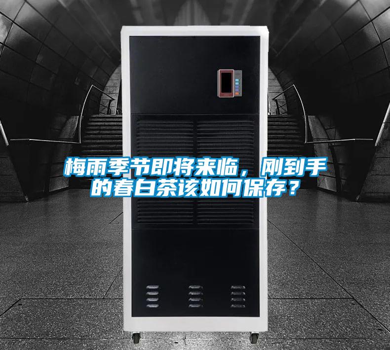 梅雨季節(jié)即將來(lái)臨，剛到手的春白茶該如何保存？