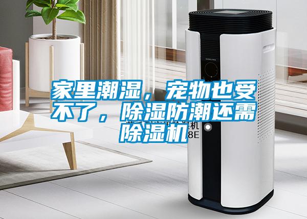 家里潮濕，寵物也受不了，除濕防潮還需除濕機